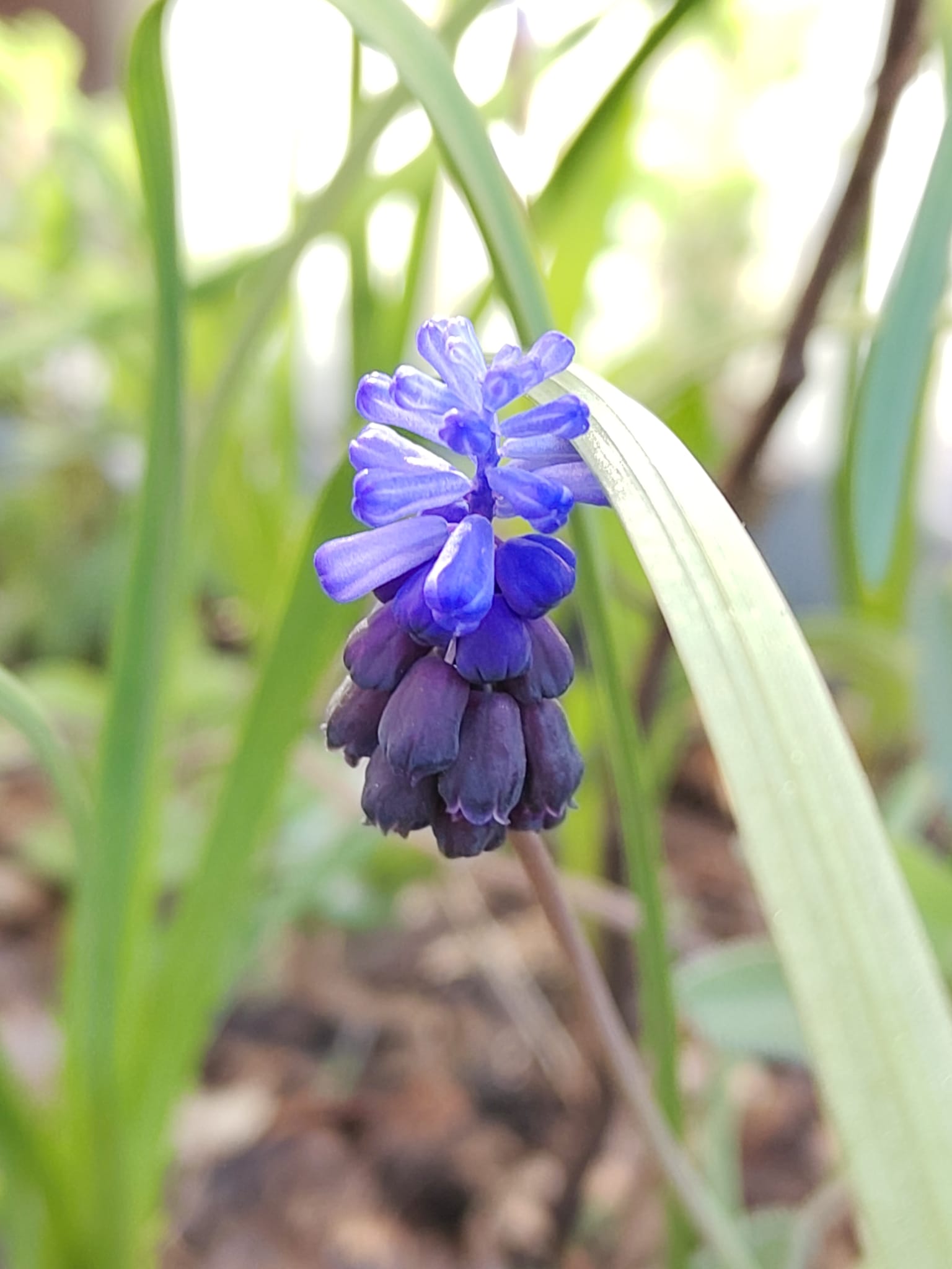 Het voorjaar van een klimaatburgemeester
